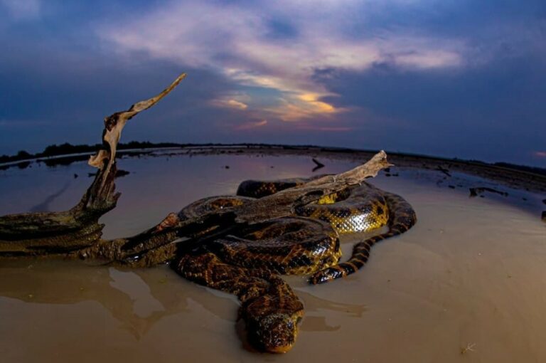 Das 4 espécies de sucuris existentes no mundo, 3 delas são encontradas no Brasil; conheça todas e veja vídeo