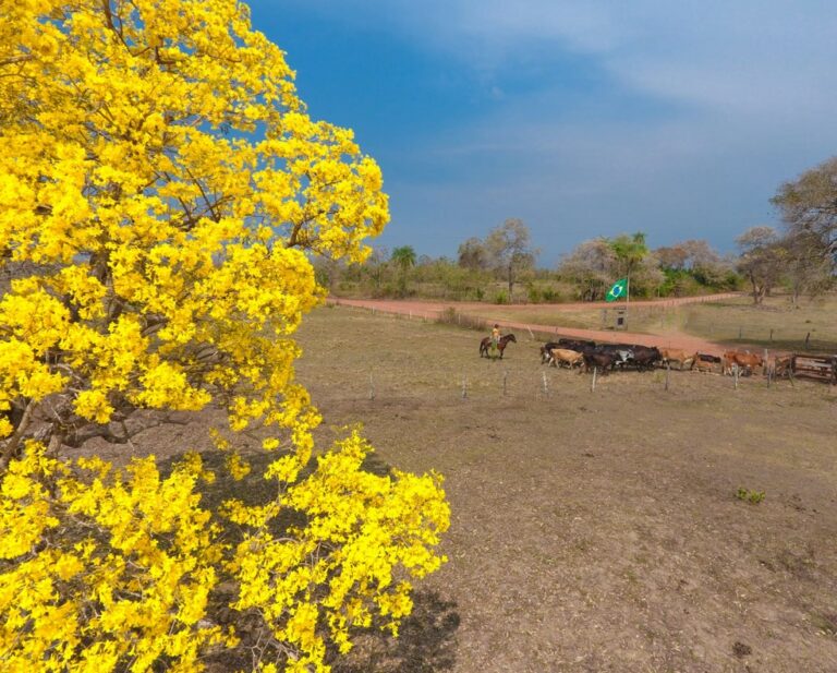Da beleza dos ipês ao descanso de jacarés, biólogo faz ‘tour do alto’ e mostra belezas do Pantanal; VÍDEO