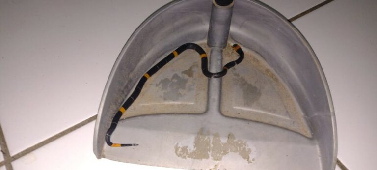 Serpentes mais perigosas do Brasil são encontradas em residenciais de Porto Velho