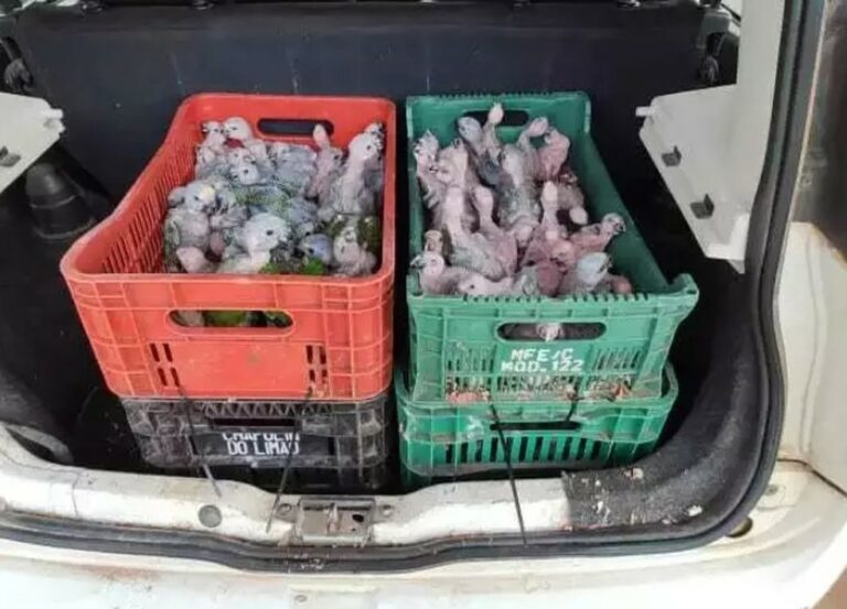 Flagrados com 229 filhotes de papagaios e araras no carro, casal é preso e multado em R$ 2,519 milhões; Vídeo