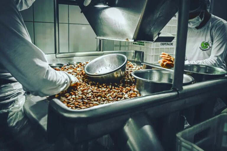 Beneficiamento da castanha em Rio Branco