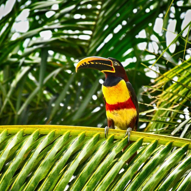 Araçari fotografado no Acre