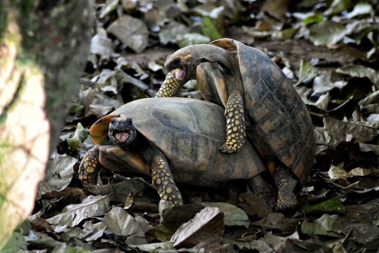 Jornalista flagra jabutis acasalando em parque de Rio Branco e registros viralizam; confira