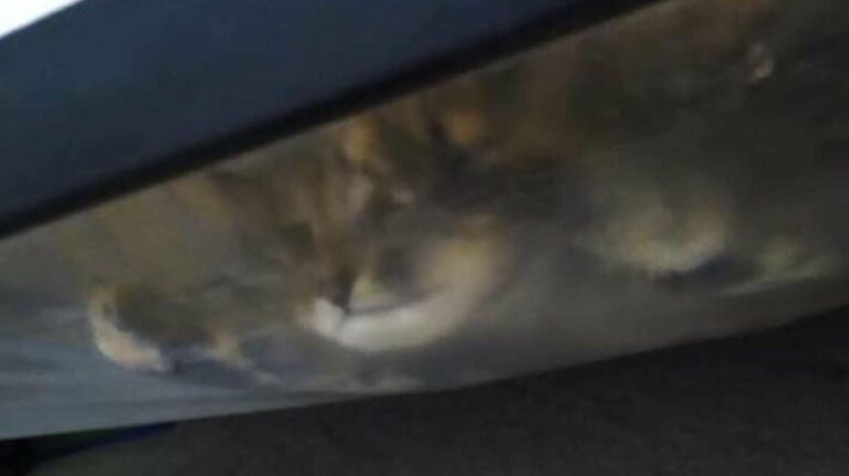 Menino avisa que tem um monstro debaixo da cama e a mãe tem uma surpresa