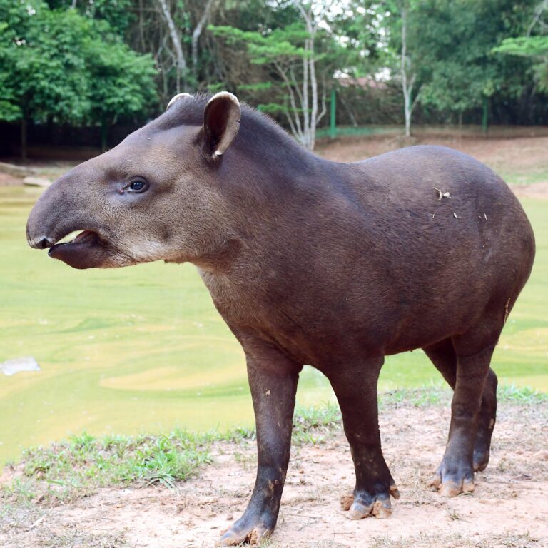 Anta no Parque Chico Mendes