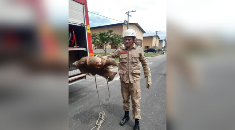 Bicho-Preguiça é resgatado pelo Corpo de Bombeiros em telhado de Galpão no Polo Industrial de Cruzeiro do Sul; veja fotos