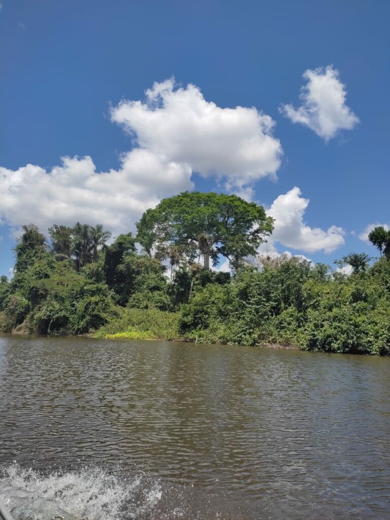 Imponente Samaúma às margens do Rio Croa, em Cruzeiro do Sul