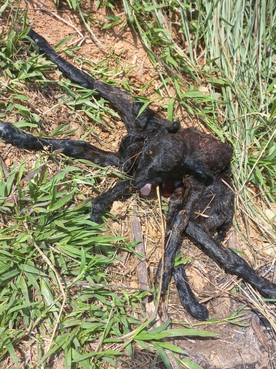 Fora do comum: carneiro nasce com 6 patas na estrada de Manoel Urbano