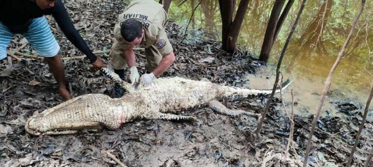Corpo de pescador desaparecido no AM é encontrado sendo devorado por jacaré; IMAGENS FORTES