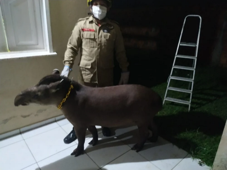 Anta é capturada por bombeiros após ser flagrada caminhando por ruas no interior do Acre