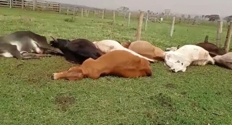 Ventania derruba fiação em cerca e animais são mortos eletrocutados em fazenda; vídeo
