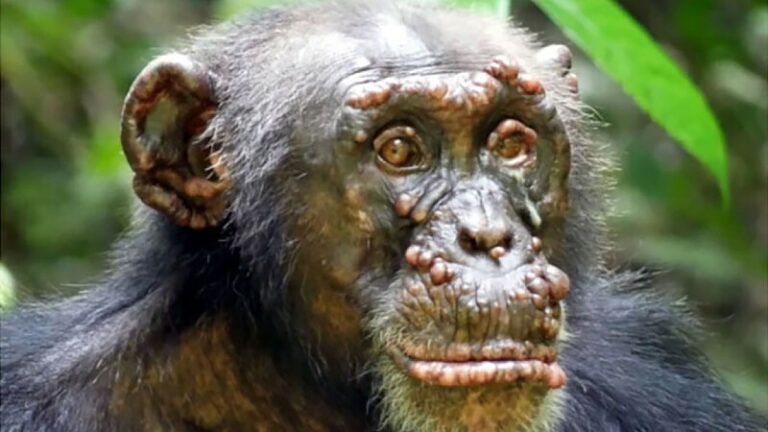 Hanseníase é encontrada em chimpanzés selvagens pela primeira vez