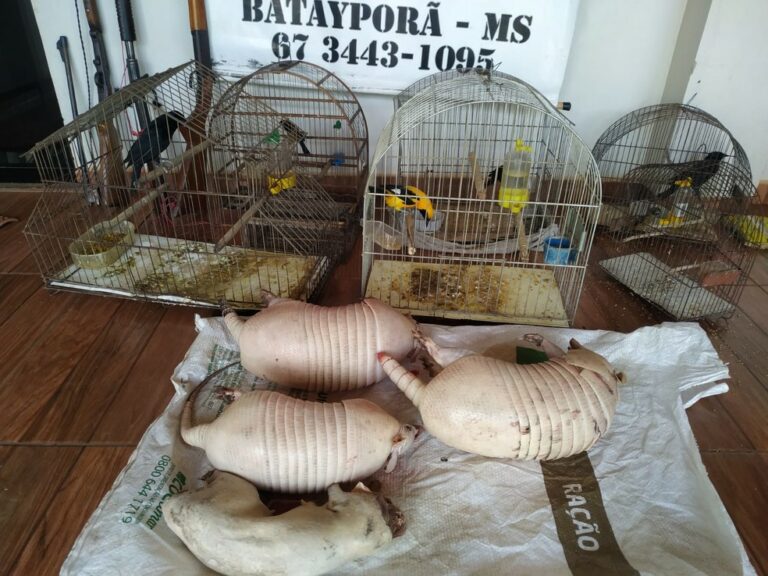Flagrados com tatus, cotia e animais silvestres em cativeiro, caçadores são presos e multados em R$ 36,5 mil