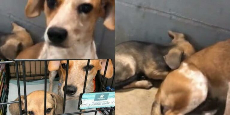 Na fila do sacrifício, filhote se esconde atrás de mãe e família canina passa pelo inacreditável; veja vídeo