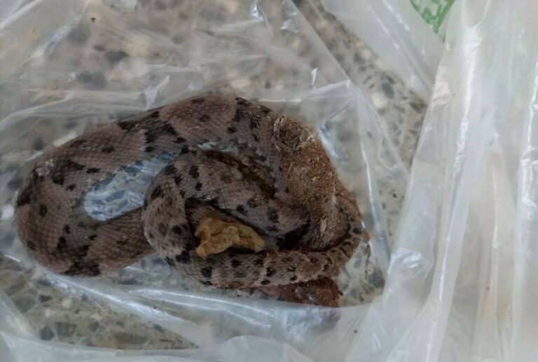 Homem é picado por jararaca e vai à UPA levando cobra em saco plástico