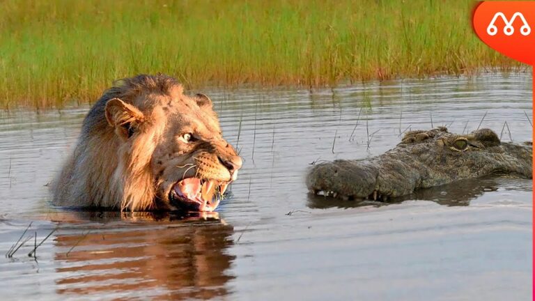 Vídeo: crocodilo ataca leão de surpresa; veja o que acontece
