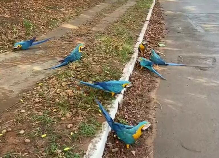 Vídeo flagra bando de araras-canindé ‘lanchando’ em movimentada avenida de Campo Grande