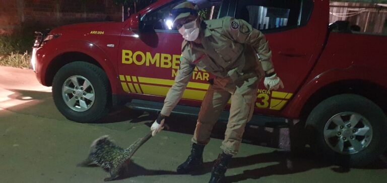 Bombeiros capturam porco-espinho no bairro Bom Sucesso, em Sena Madureira