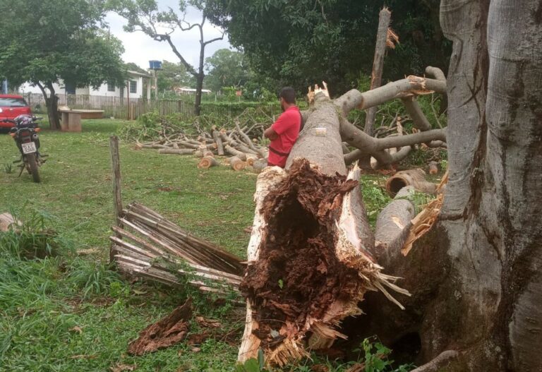 Filhotes de tucano são resgatados após queda de árvore ‘levada’ durante tempestade