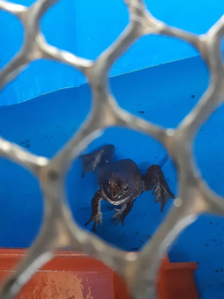 Pesquisadores estudam criação de rãs para consumo como nicho de mercado em Rondônia