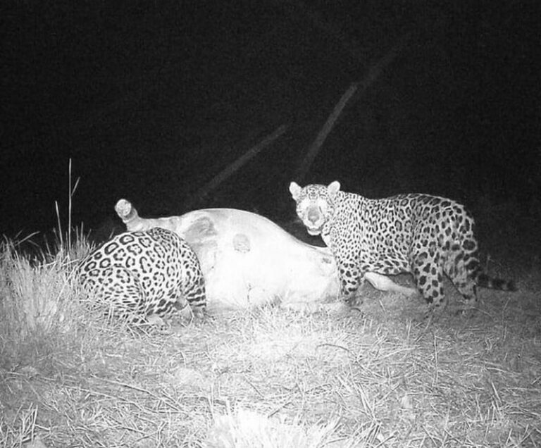 Câmeras flagram onças pintada devorando vaca no Pantanal: ‘Pode demorar até quatro dias’