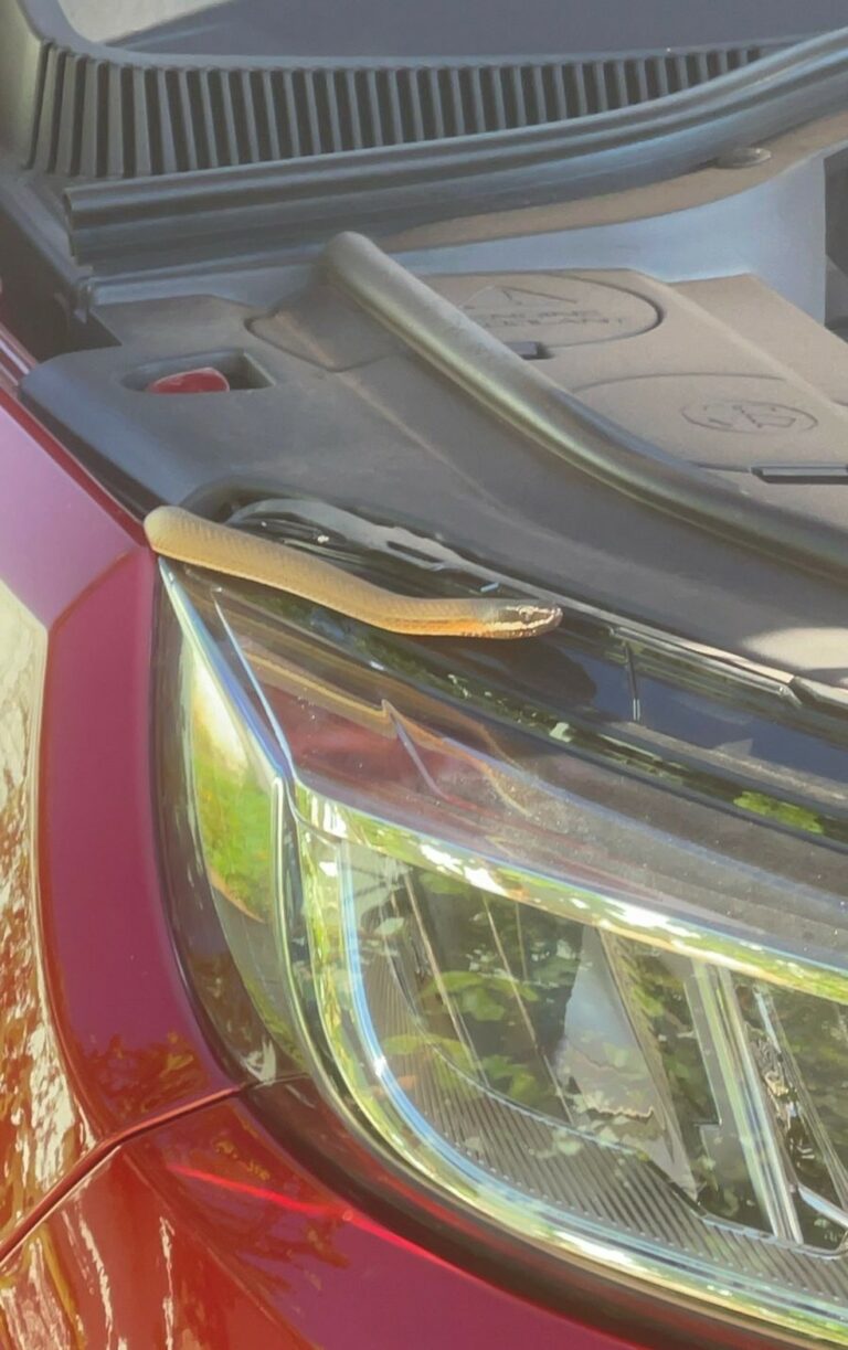 Cobra aparece no parabrisa de carro, se esconde no motor e bombeiros são mobilizados para captura