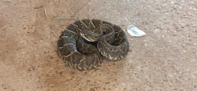 Em quatro dias, duas cobras cascavéis são capturadas em Vilhena, RO