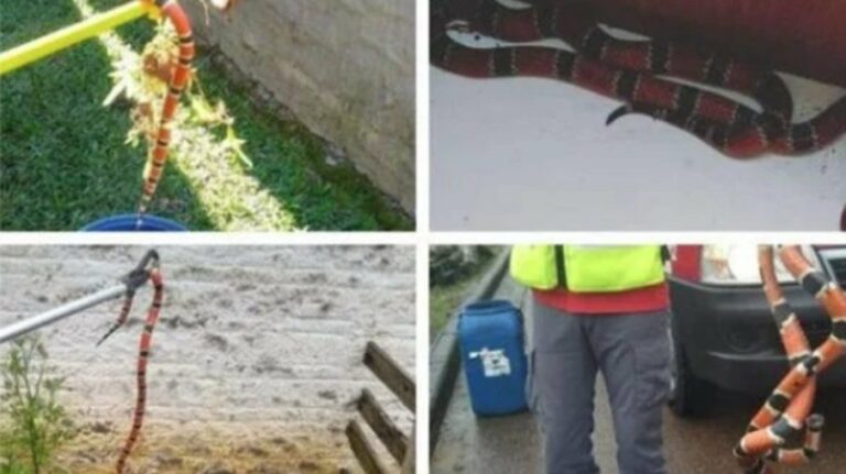 Espécie de cobra mais venenosa do Brasil é capturada 4 vezes em 12 dias