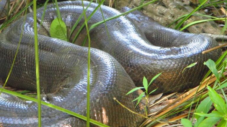 Vídeo mostra a volta da sucuri gigante apelidada de vovozona