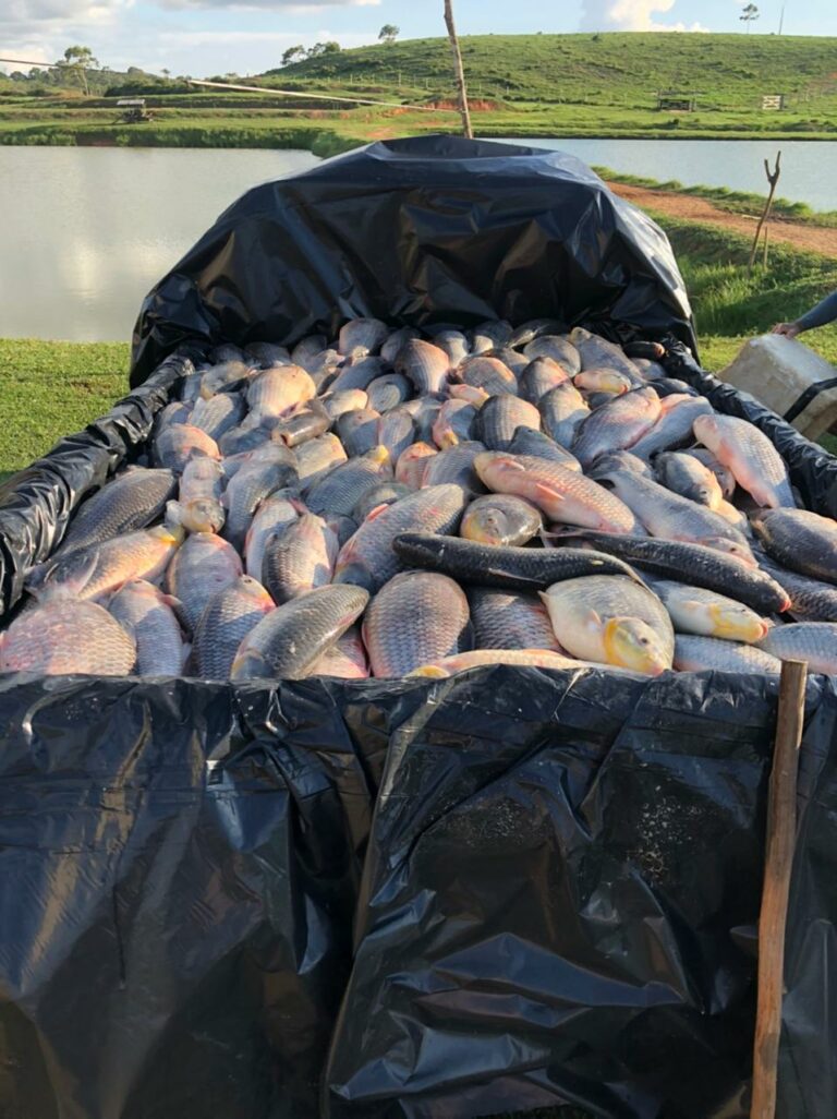 Importação: 600 quilos de piau são descarregados no mercado de Sena Madureira