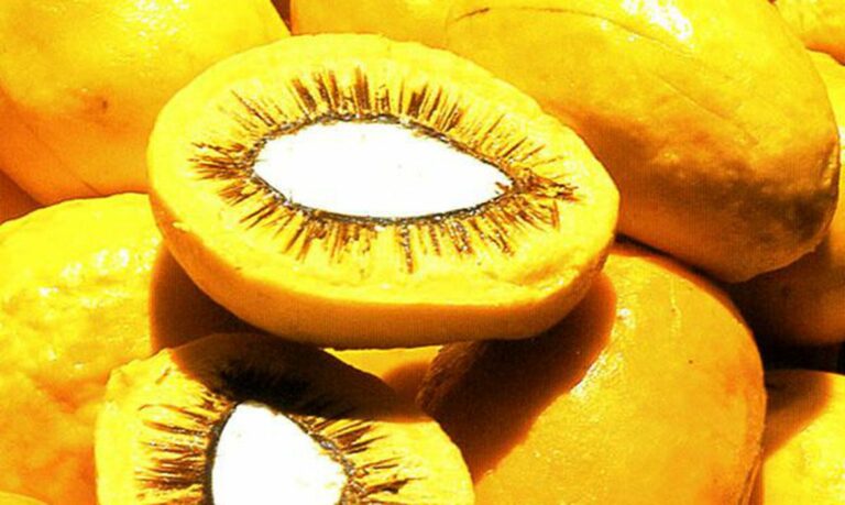 Pequi pode ser utilizado no combate à câncer de pele, diz pesquisa brasileira