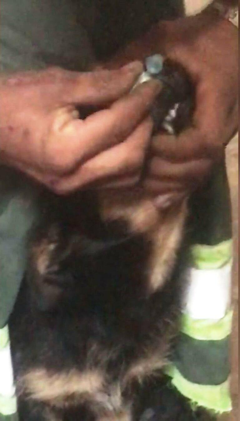 Jovem é preso após obrigar cão a cheirar cocaína; Vídeo