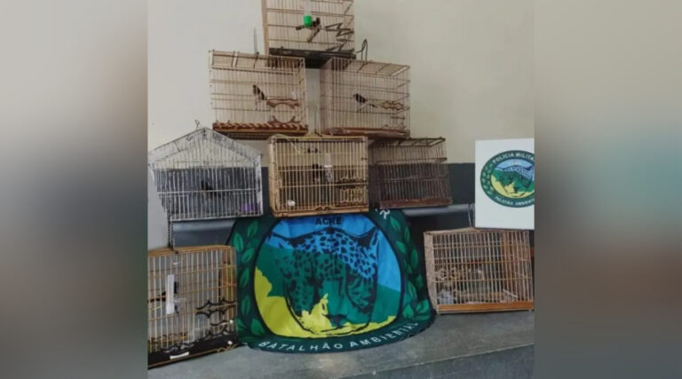 Operação da PM em Mâncio Lima e região apreende curiós e resgata macaco