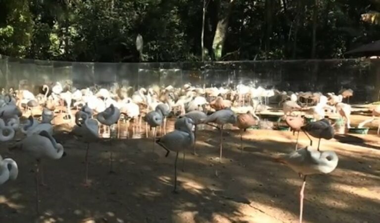 Após ataque de onças-pintadas, mais de 170 flamingos morrem no Parque das Aves, em Foz do Iguaçu
