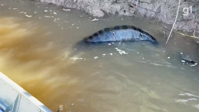 Sucuri de 5 metros fica presa em galhos após devorar animal grande em MS