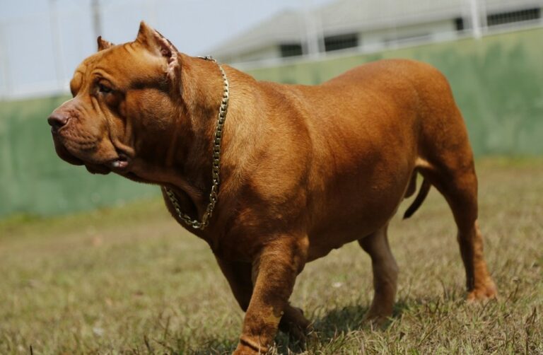 Pitbull de Rondônia quebra recorde mundial e tenta entrar no Guinness como maior do mundo