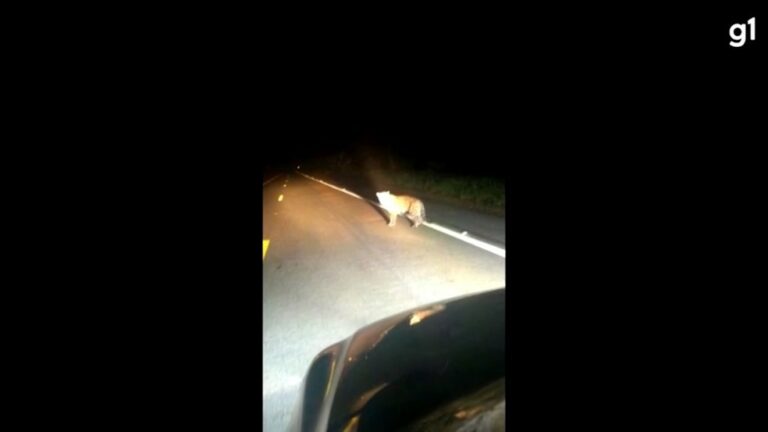 Motorista flagra onça-pintada atravessando BR-319 e vídeo viraliza: ‘Zerei a vida’