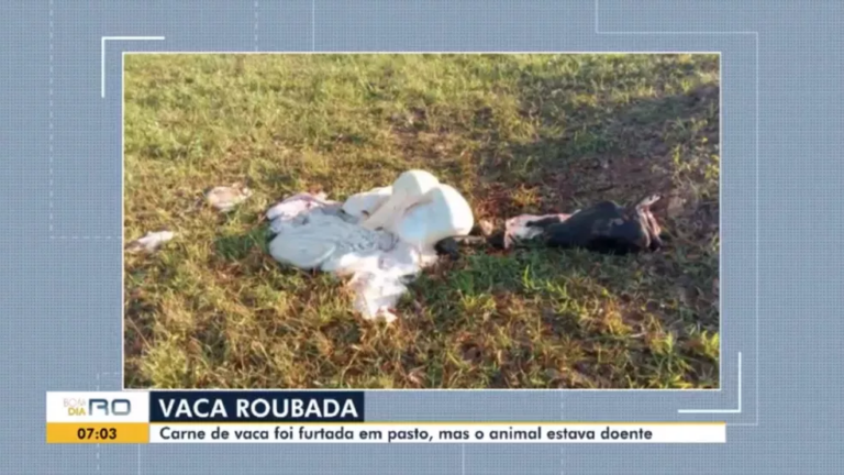 Criminosos matam vaca picada por cobra e furtam toda a carne em RO