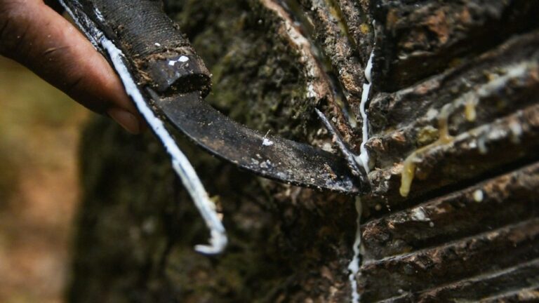Da floresta em pé ao tênis sustentável: relatos dos Soldados da Borracha de Rondônia