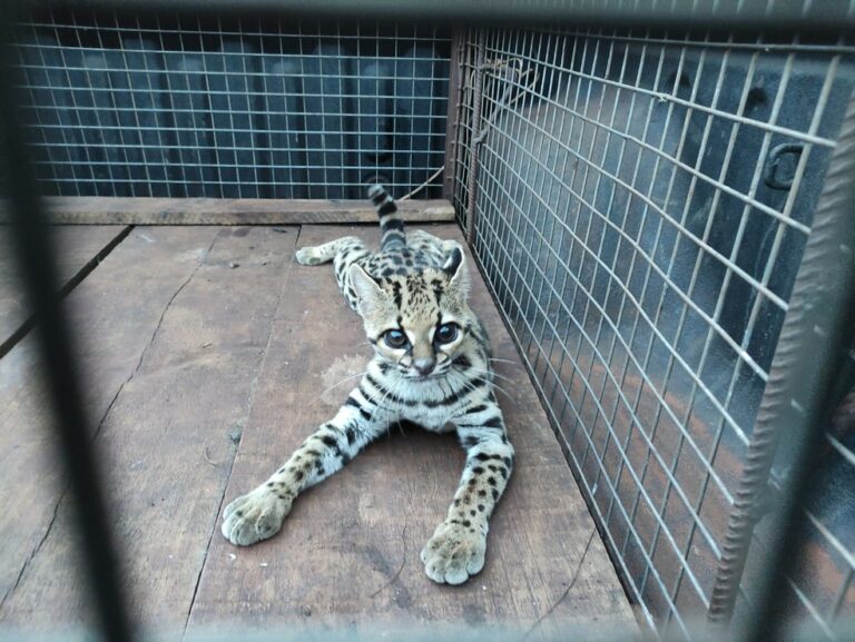 Ao brincar com cachorro, morador flagra jaguatirica e aciona polícia ambiental; veja o vídeo