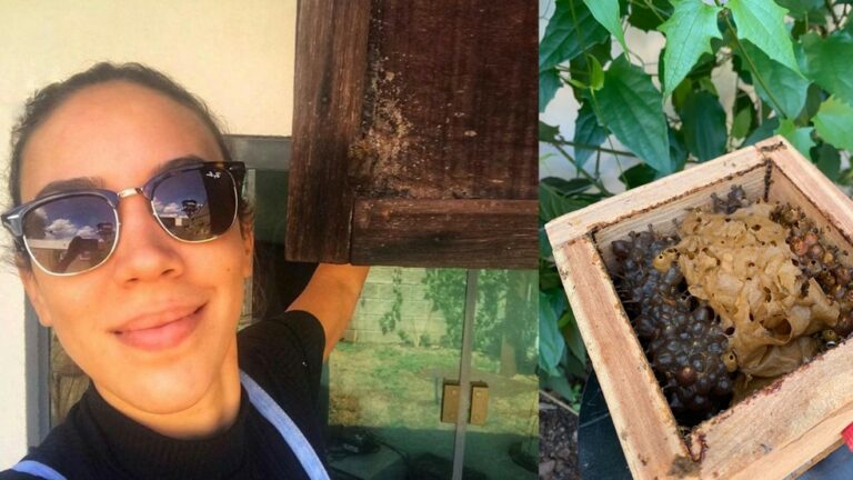 ‘Pet que não dá trabalho’: abelhas sem ferrão fazem sucesso entre crianças em MS