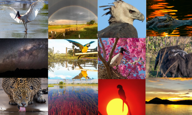 Dia do Pantanal: veja as 20 fotos que mostram a fauna e flora do bioma