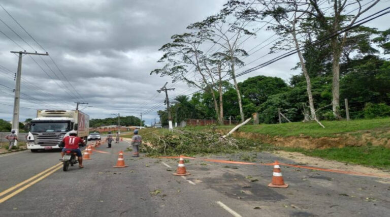 Juruá: Forte ventania causa prejuízos e derruba árvores em Cruzeiro do Sul