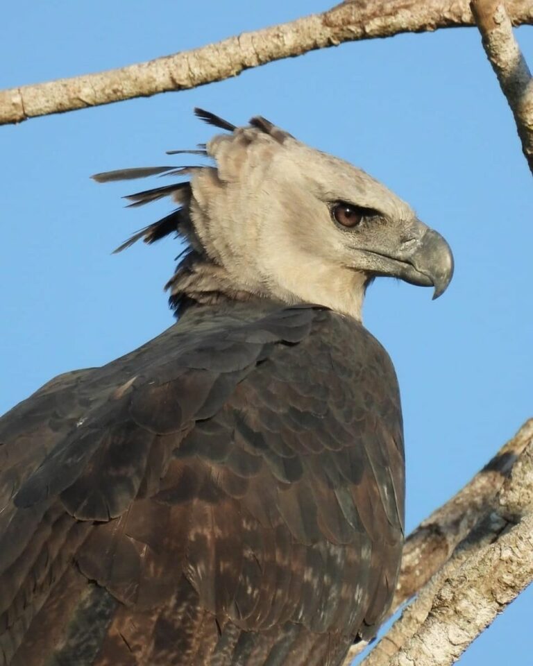De ave ‘despertador’ a ameaçada de extinção, aparição de animais chama atenção de turistas no Pantanal