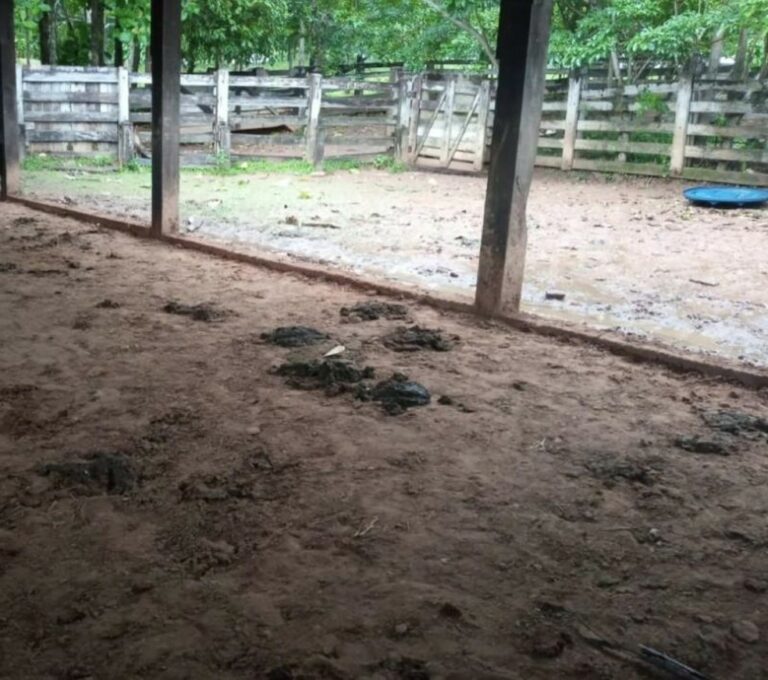 Homem morre após ser pisoteado por boi em Rondônia