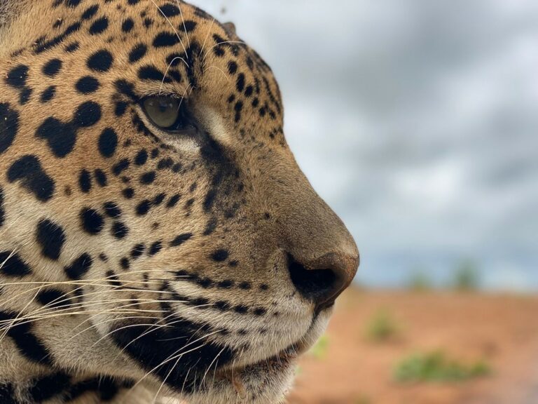 Filhote de onça-pintada é encontrado ‘brincando’ dentro de carro: ‘parecia um gato gigante’