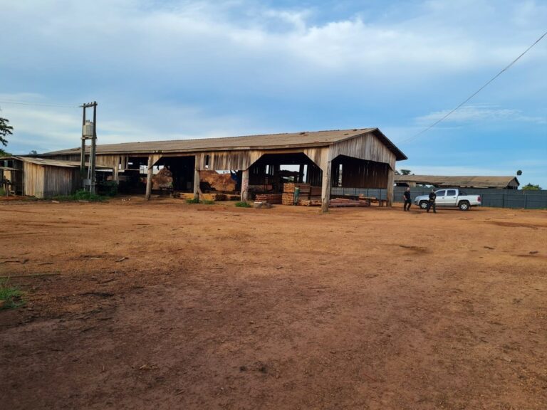 PF investiga esquema que pode ter causado mais de R$ 15 milhões de dano com extração ilegal de madeira em RO