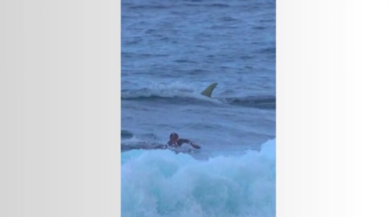 Vídeo mostra surfista próximo a tubarão em praia de Porto Rico