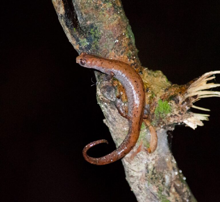 Salamandra em rio no interior do Acre
