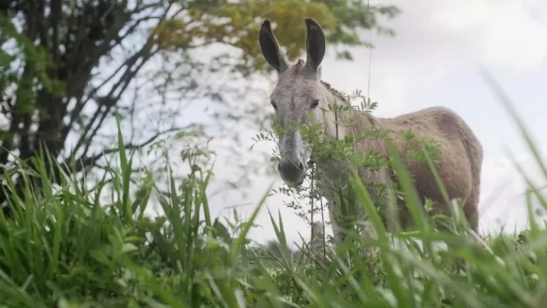 ‘É como matar um cão’: o polêmico abate de jegues no Nordeste para produção de remédio na China